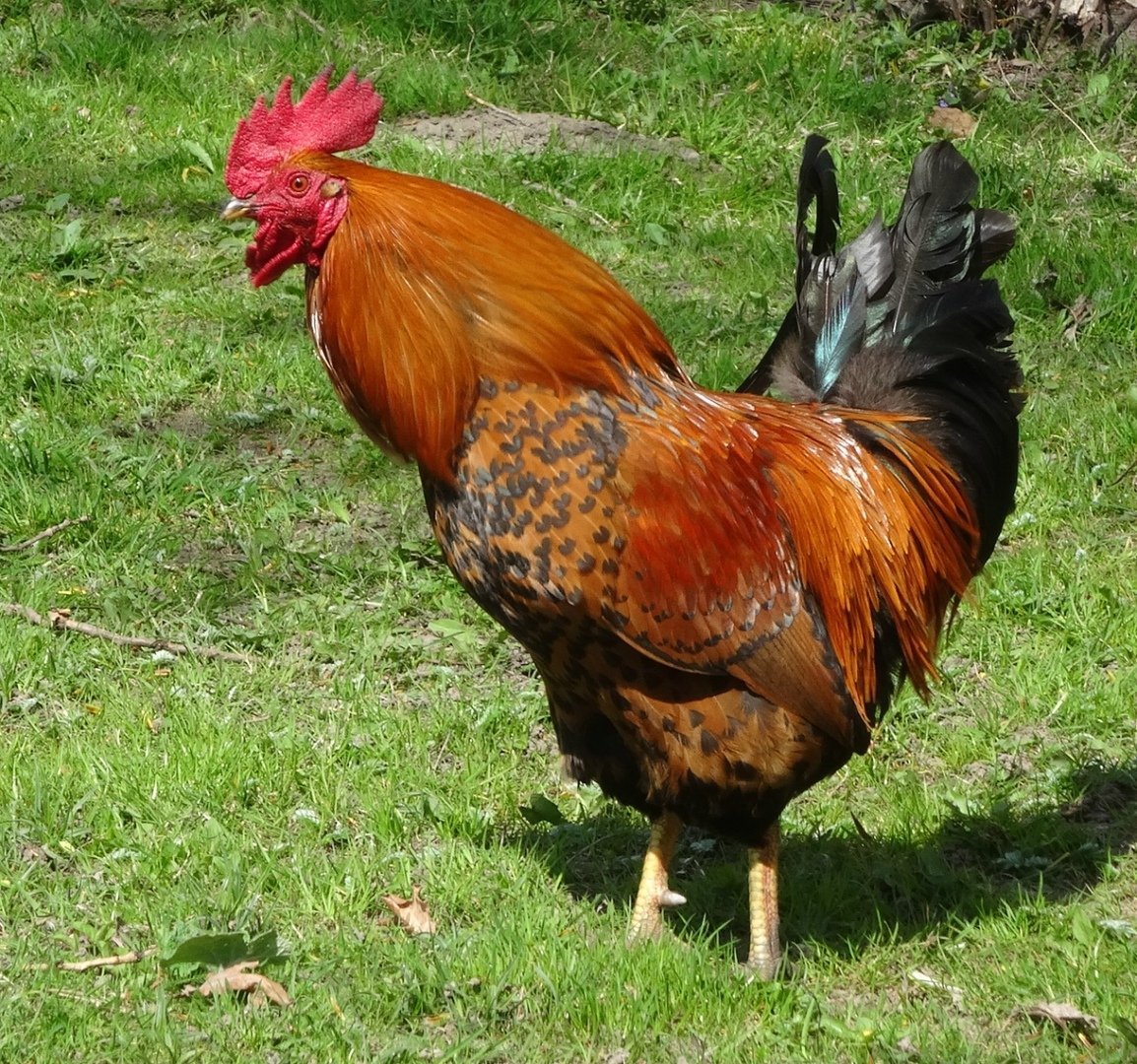 Петух 1,5 метра