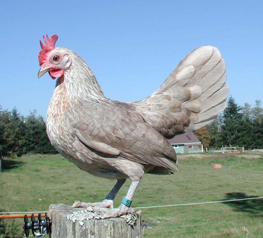 Бентам куры