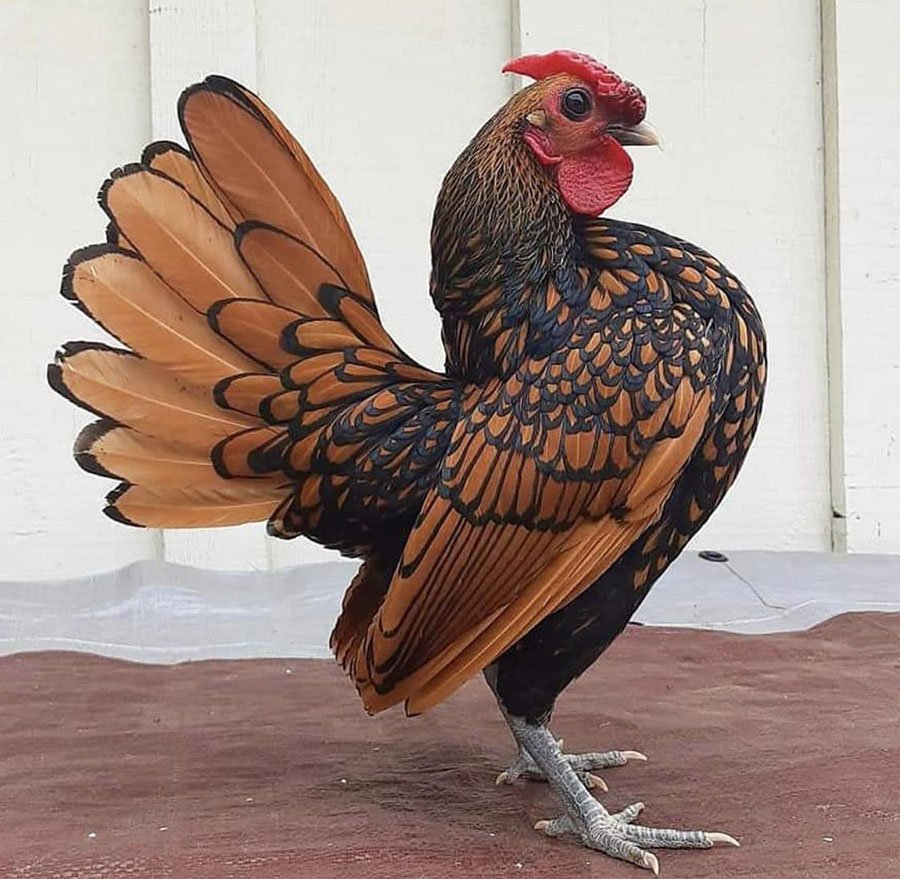 Сибрайт порода