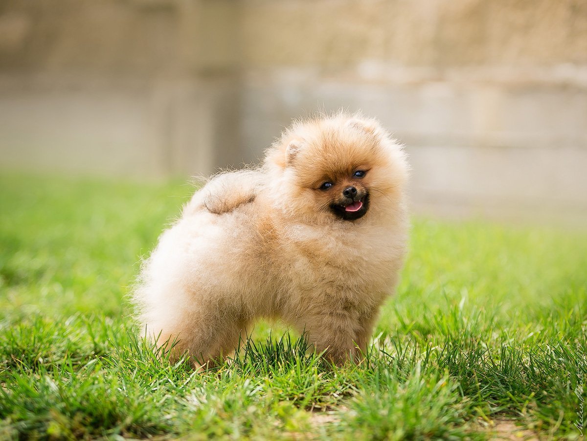 Померанский пудель