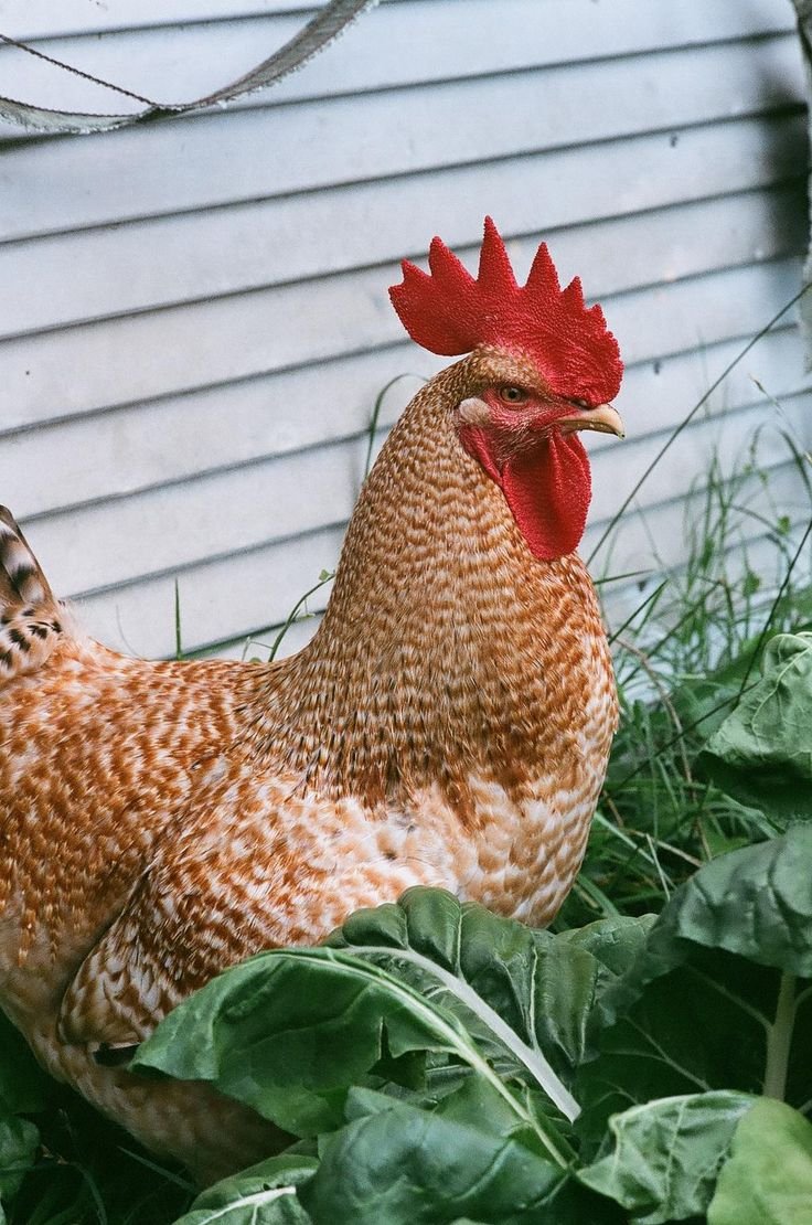 Куры Легбар Билефельдер