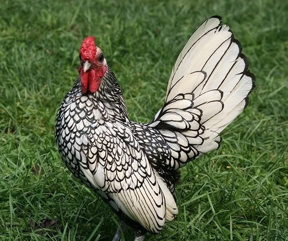 Бентамки куры Сибрайт