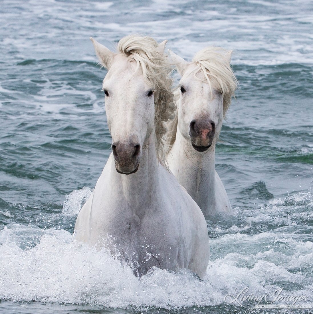 Камаргу морские лошади