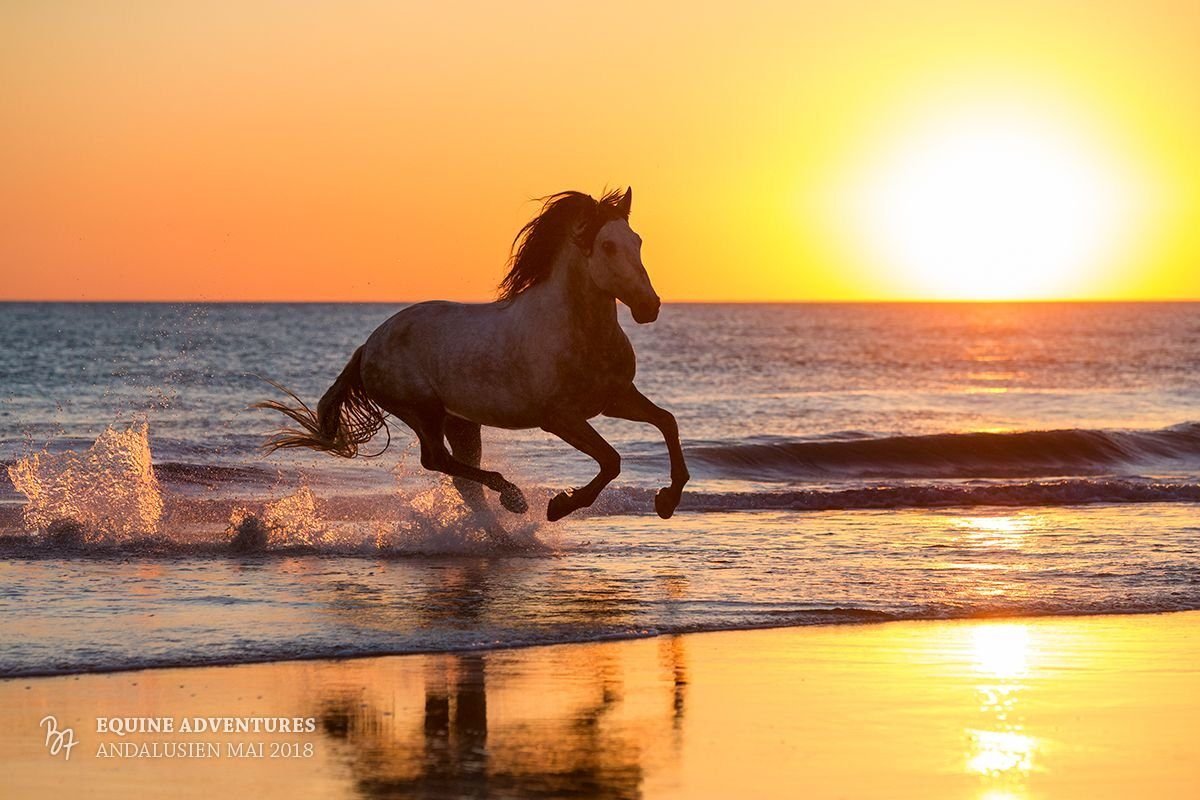 Лошадь на фоне моря