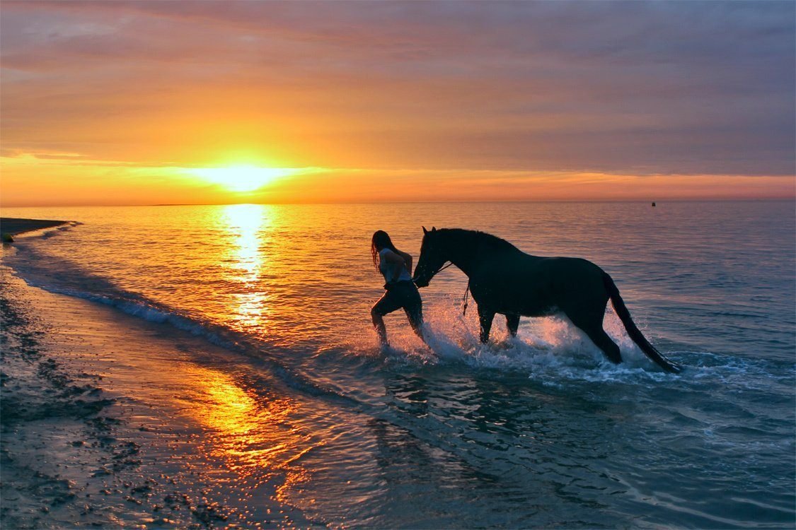 Лошадь на море закат