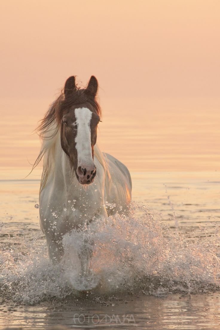 Конь на берегу