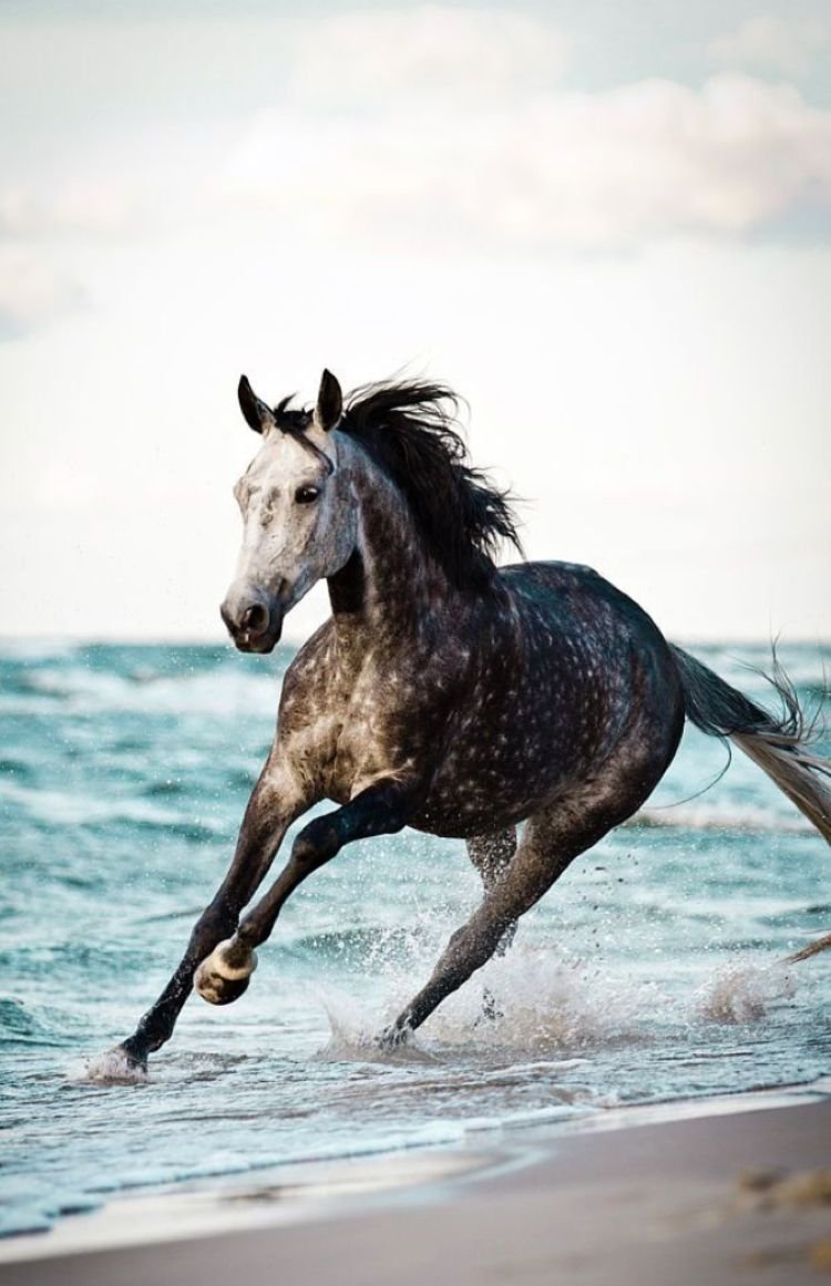 Лошадь бежит по морю