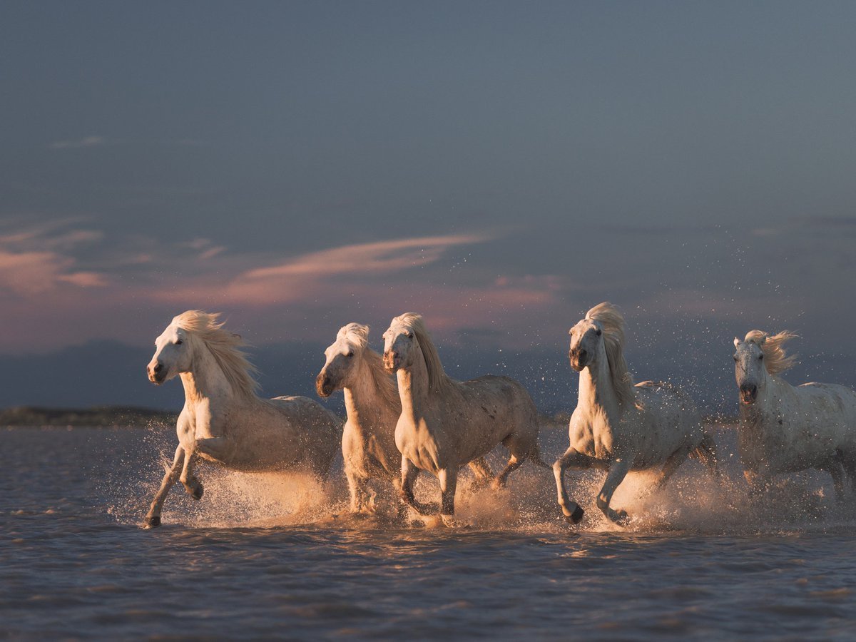 Рене Гийо белая грива