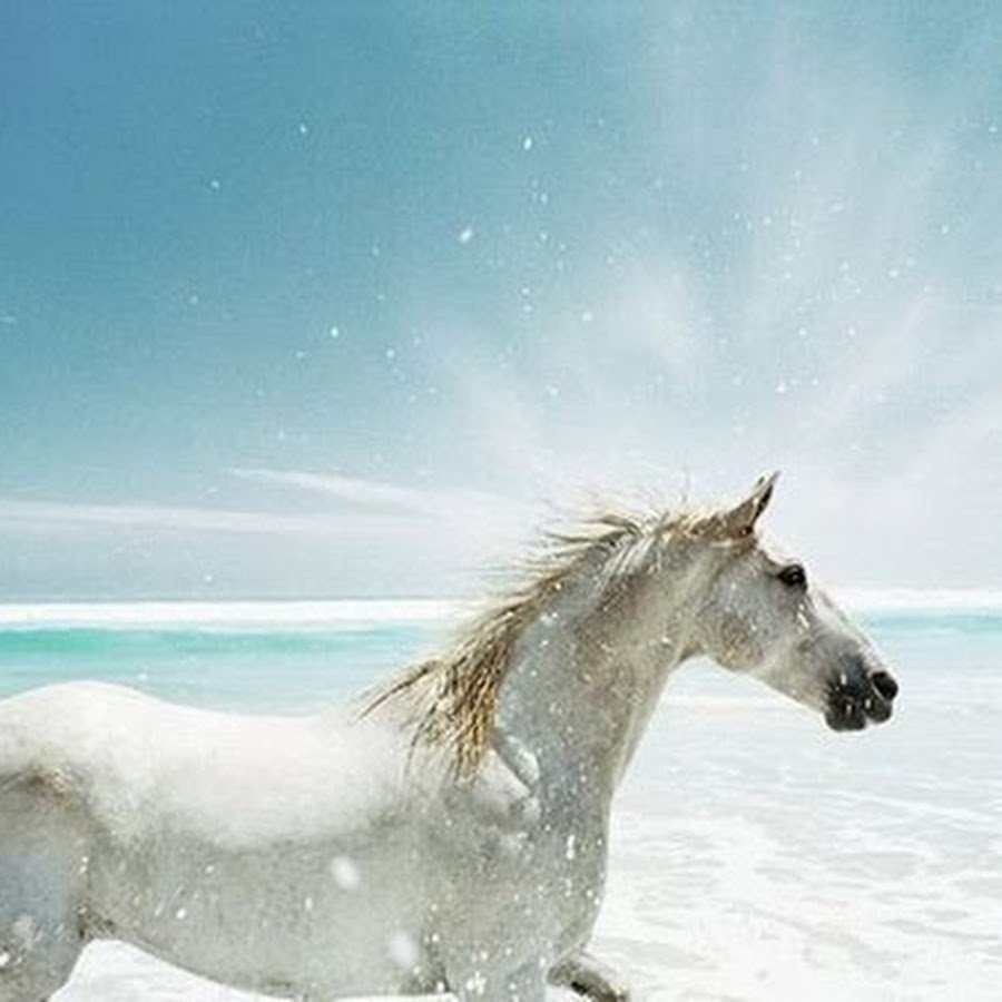 Белая лошадь на море