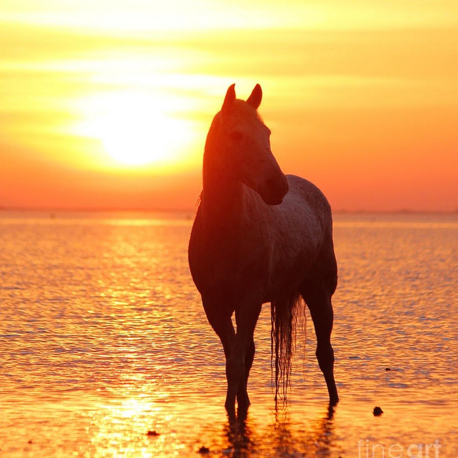 Лошади на закате