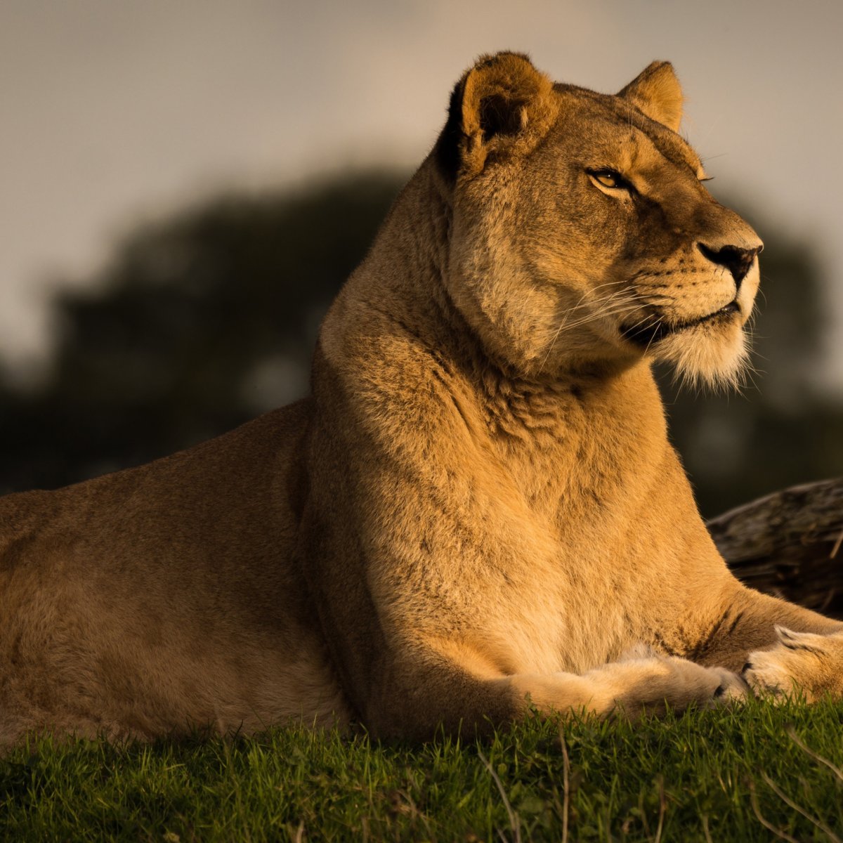 Красивая львица