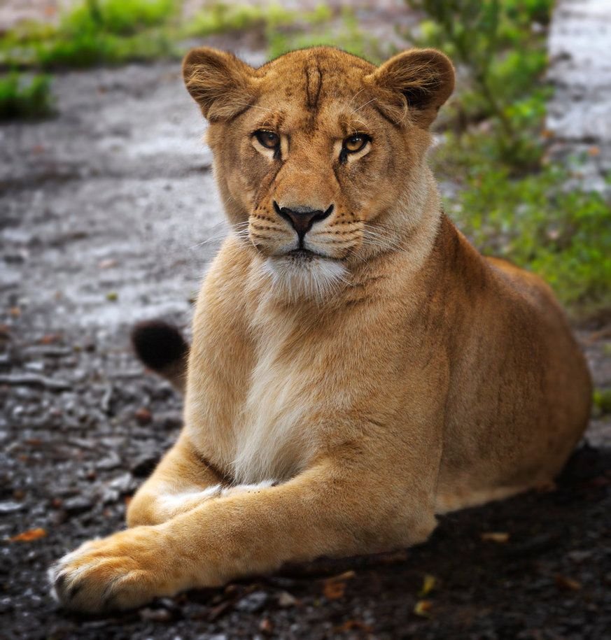 Львица лежит