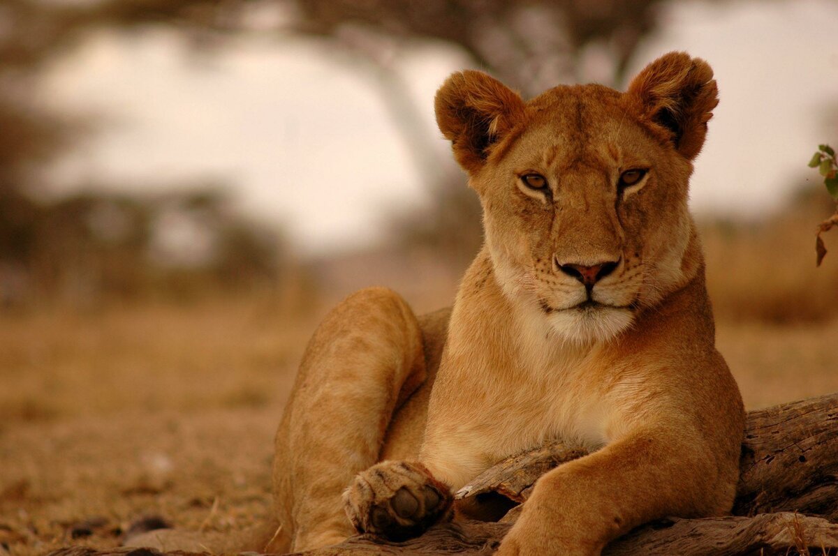 Картинки на рабочий стол львица
