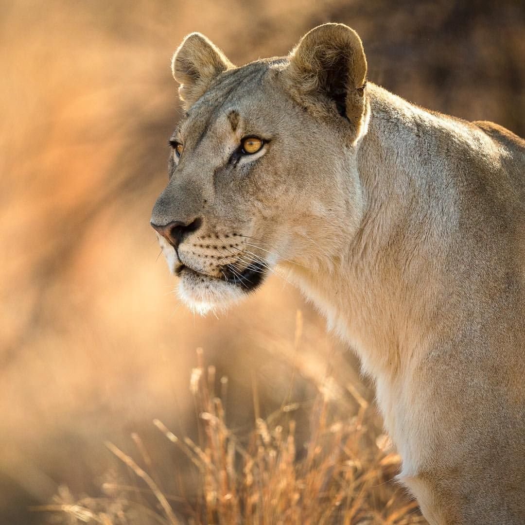 Львица в профиль
