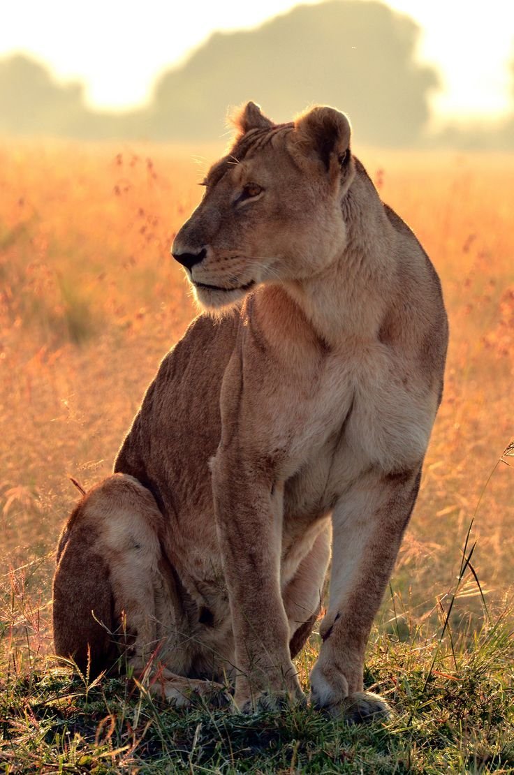 Львица сидит