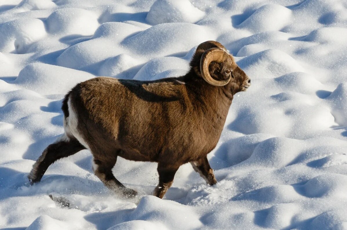 Путоранский снежный баран