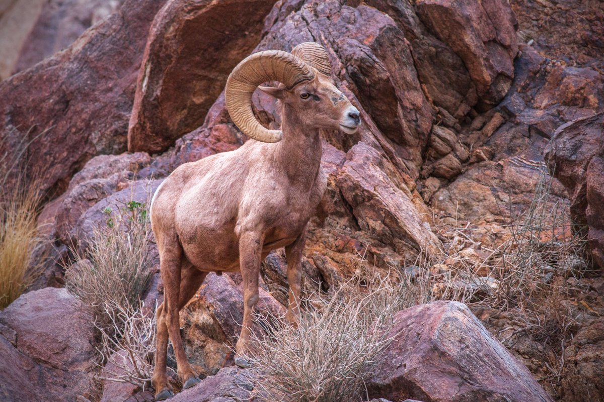 Снежный баран толсторог