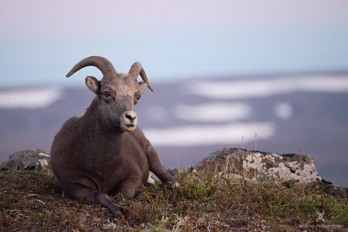 Путоранский снежный баран