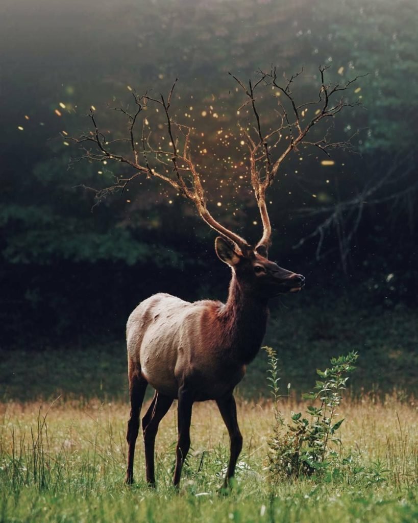 Белый олень