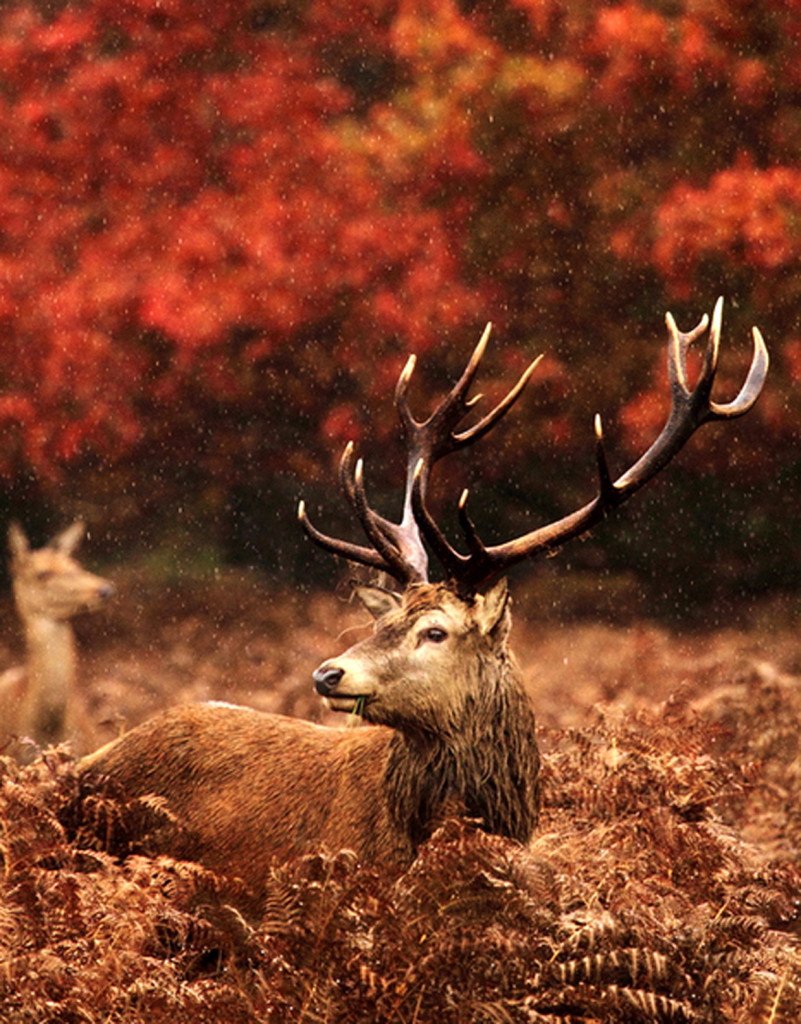 Олень в осеннем лесу