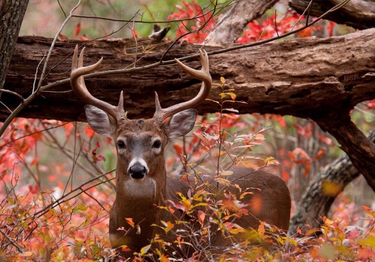 Олень в лесу