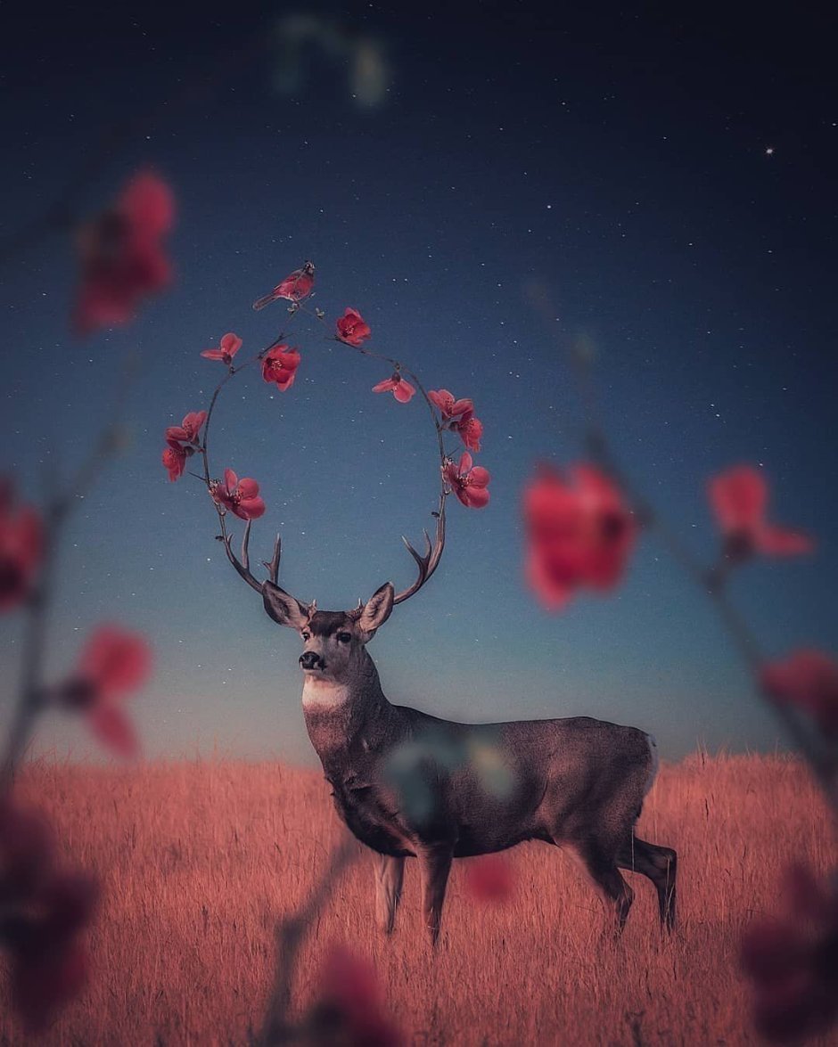 Эстетичный олень