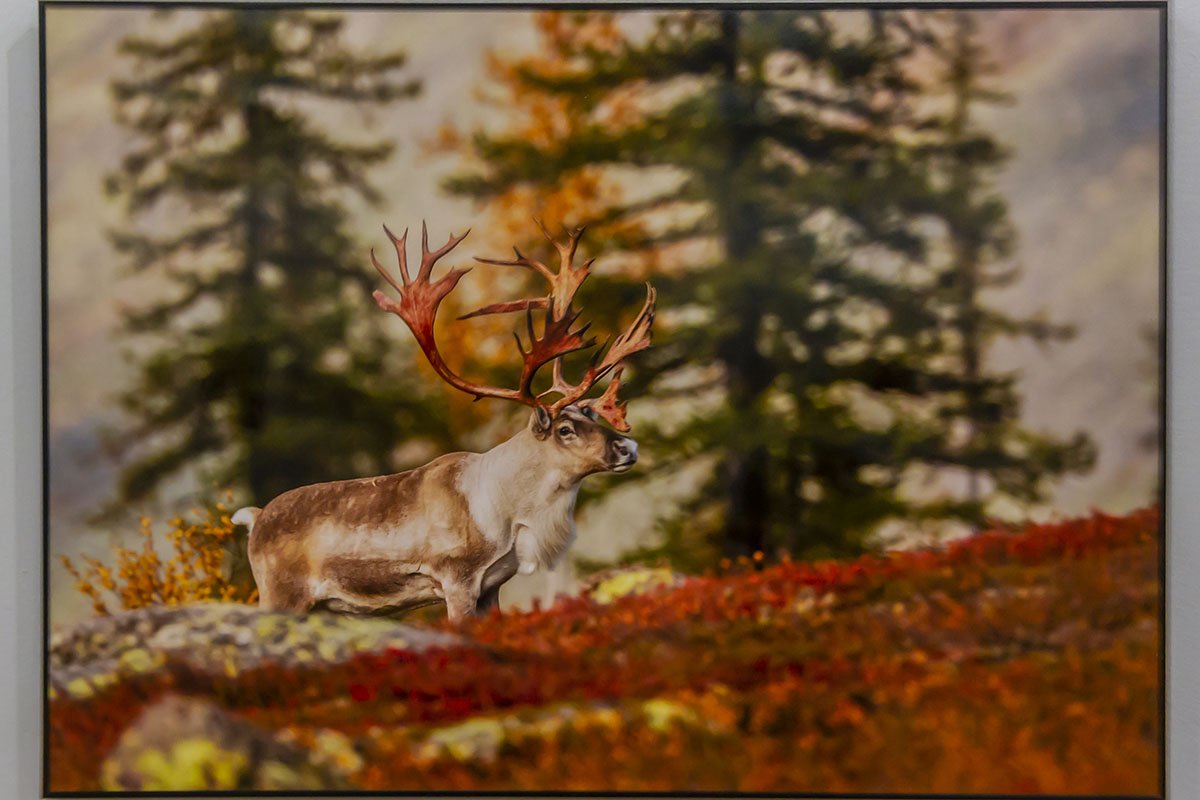 Северный олень на Урале