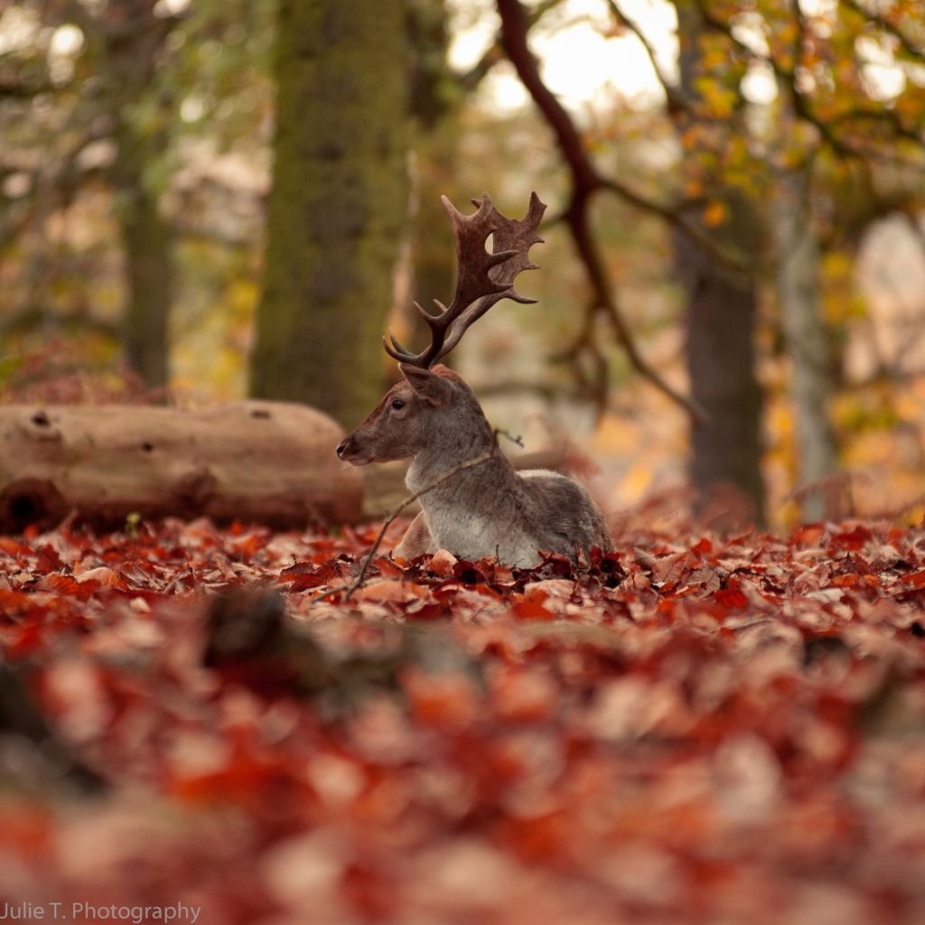 Осень Эстетика животные