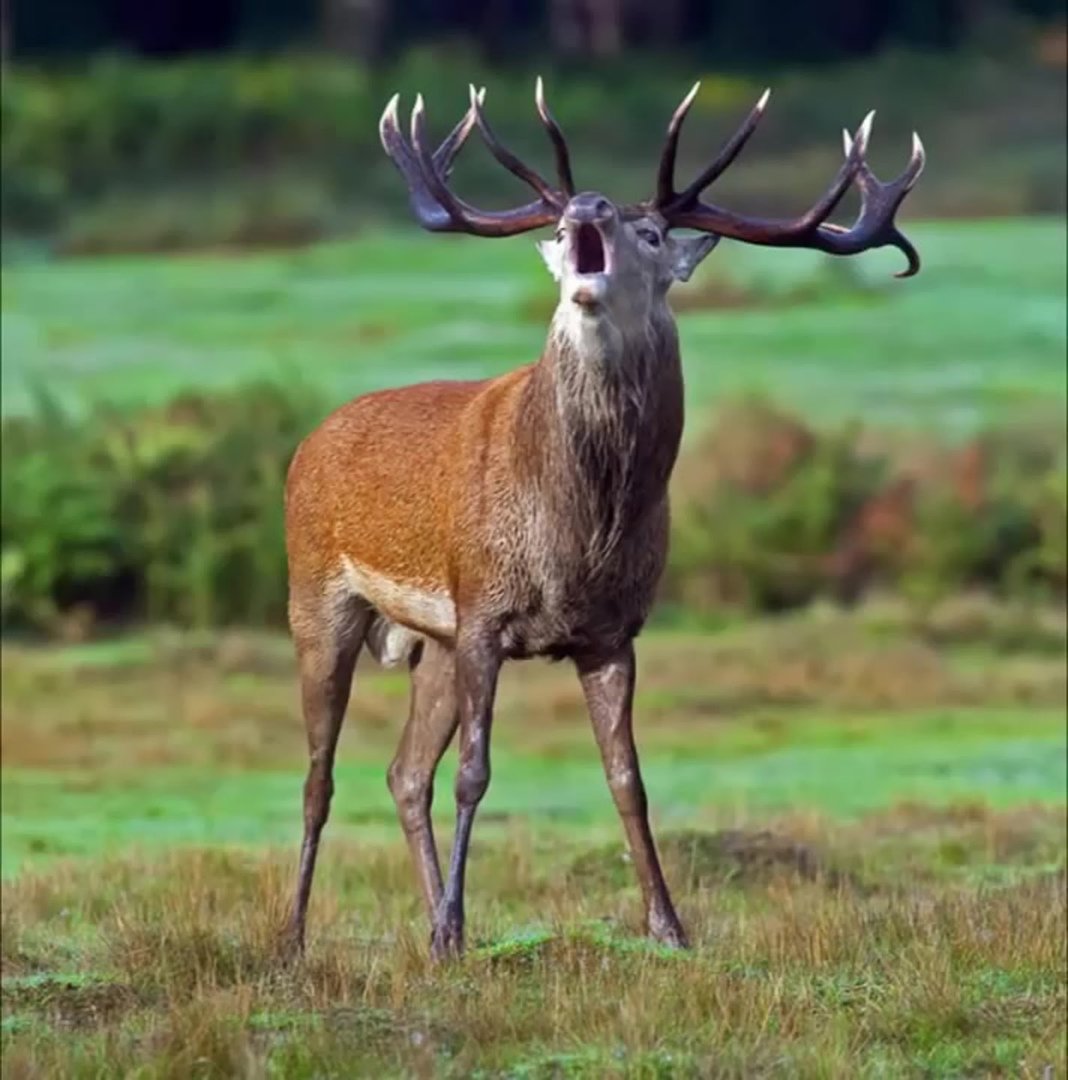 Оленей Cervus Campestris