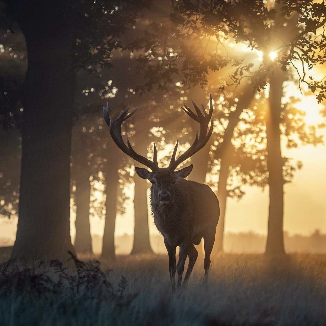 Фото сказочного оленя