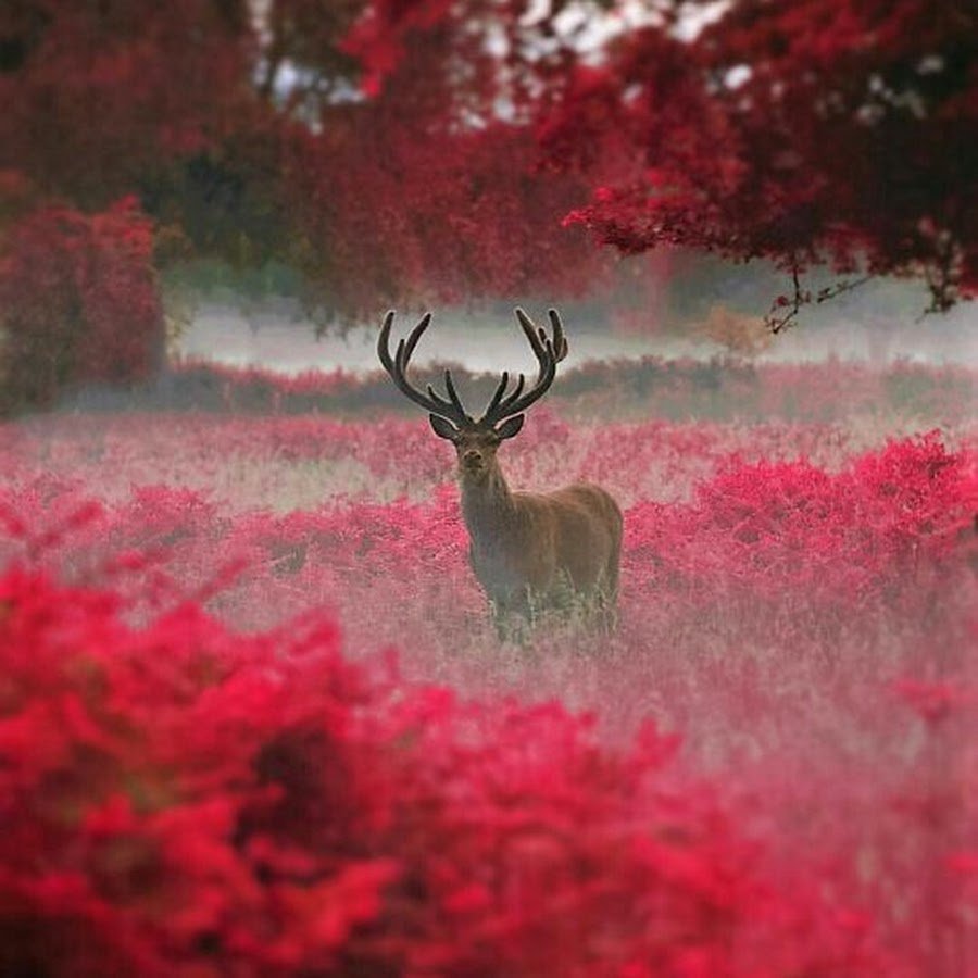 Олень в лесу