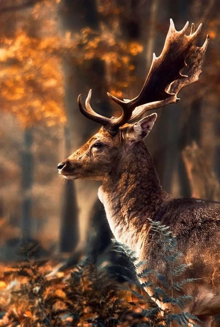 Олень осенью