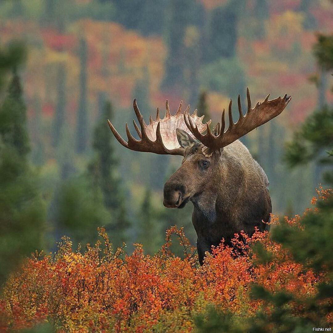 Животные тайги Лось