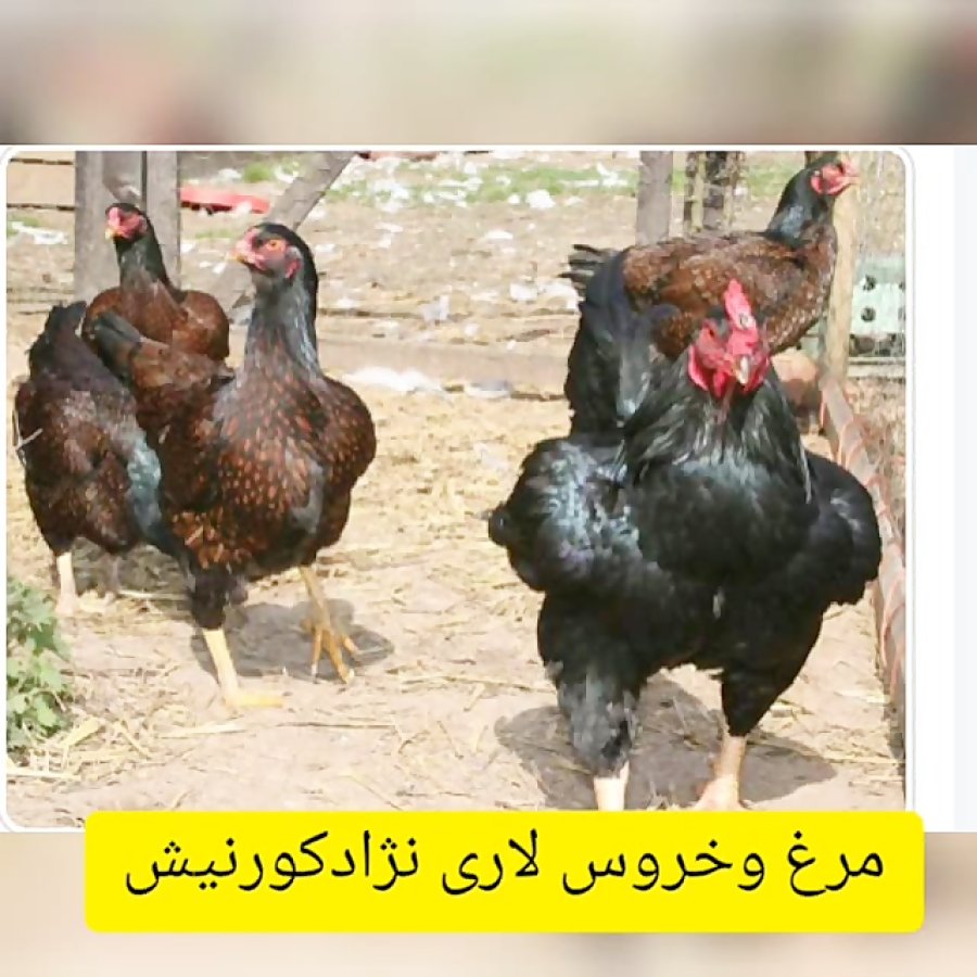 Индийская Бойцовая Корниш