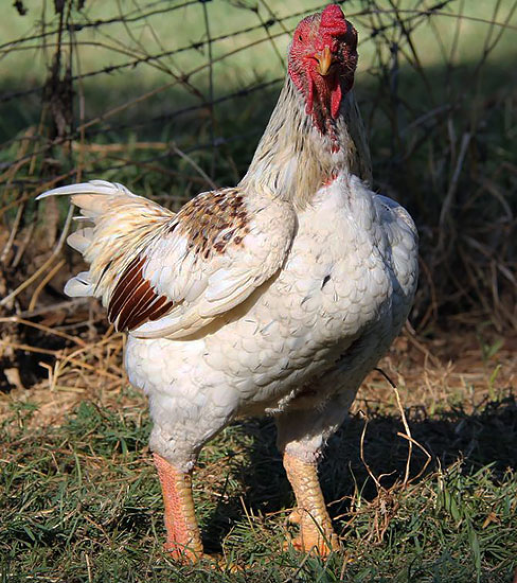 Корниш куры