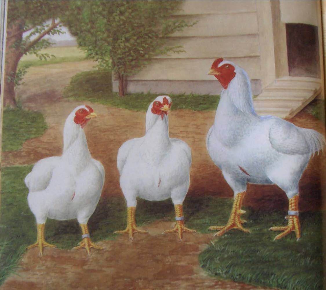 Корниш фазановый