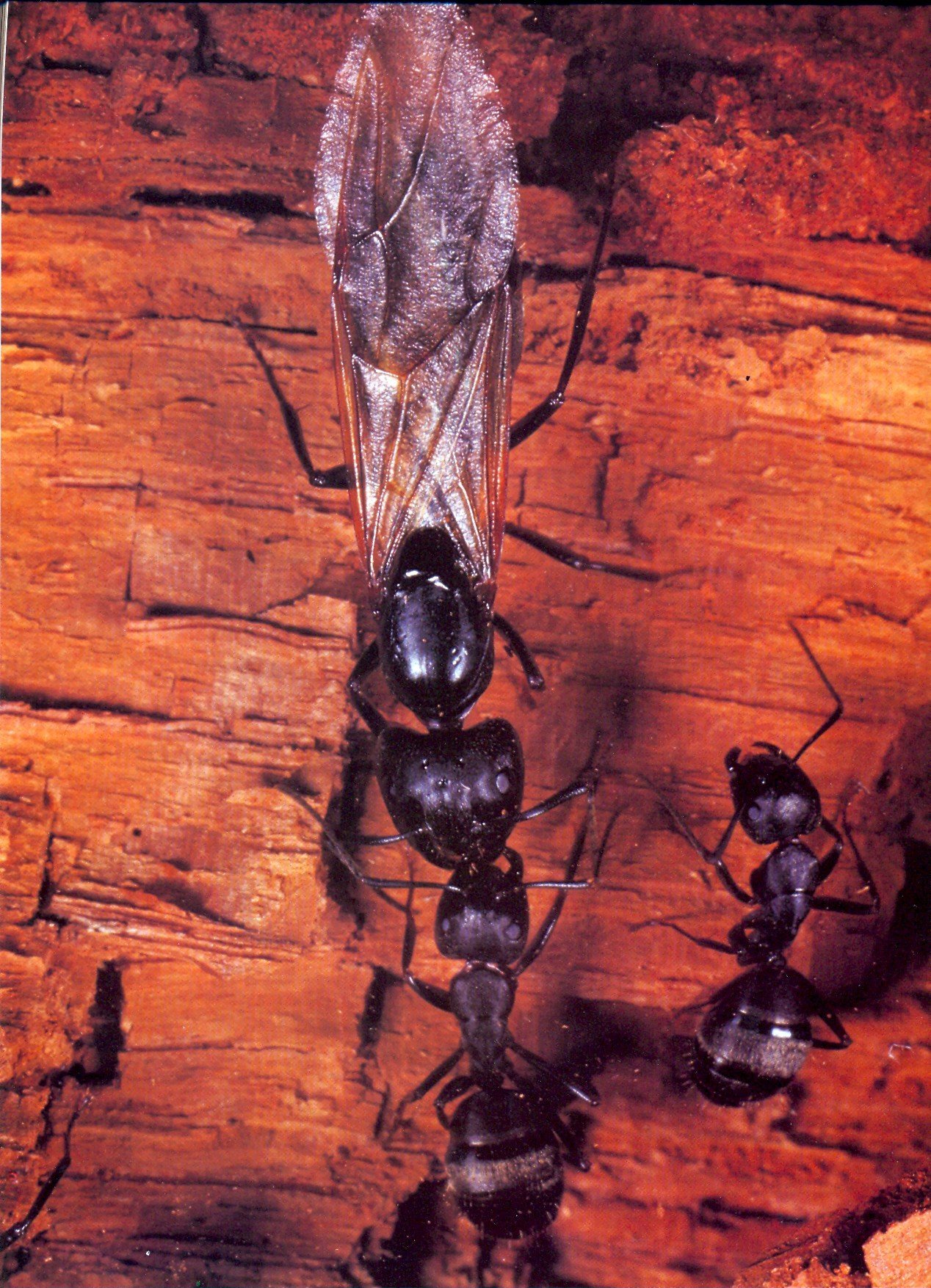 Крылатых муравьев. Муравей Adetomyrma Venatrix. Муравей Дракула Adetomyrma Venatrix. Матка муравьев с крыльями. Муравьиная матка с крыльями.