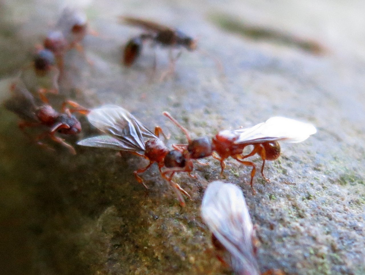 Крылатых муравьев. Кампонотус Ламери. Самцы муравьев. Муравьи с крыльями. Муравьиная матка с крыльями.