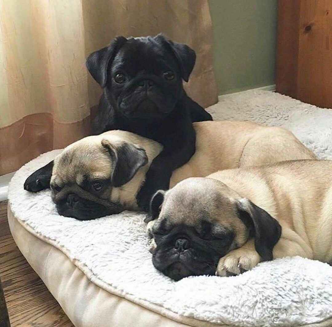 Спящие мопсы