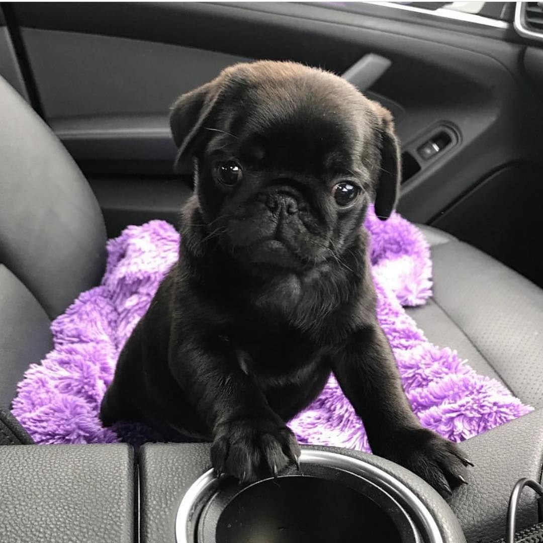 Чёрный Мопс Боня