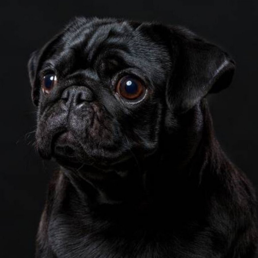 Мопс на темном фоне