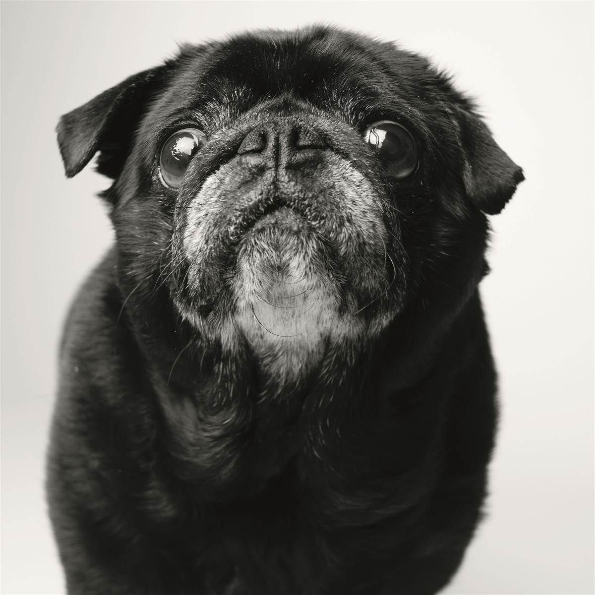 Седой черный мопс