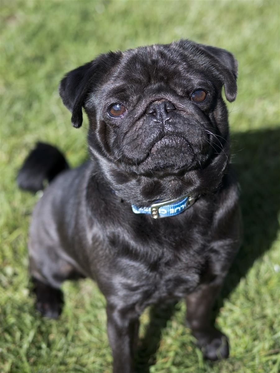 Мопс черный