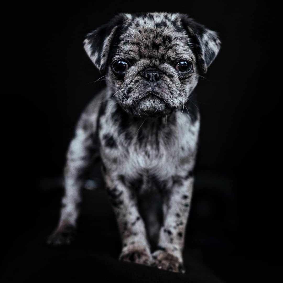 Мопс на черном фоне