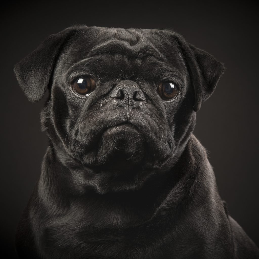 Бра Мопс черный