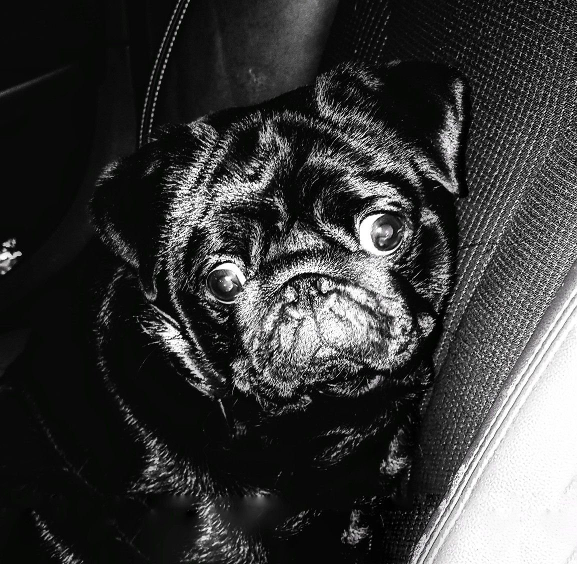 Черный Мопс Александр