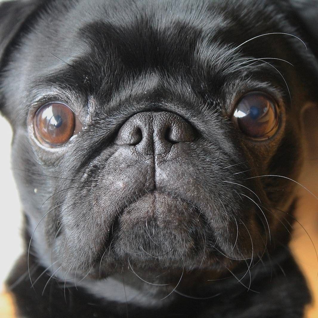 Карликовый Мопс черный