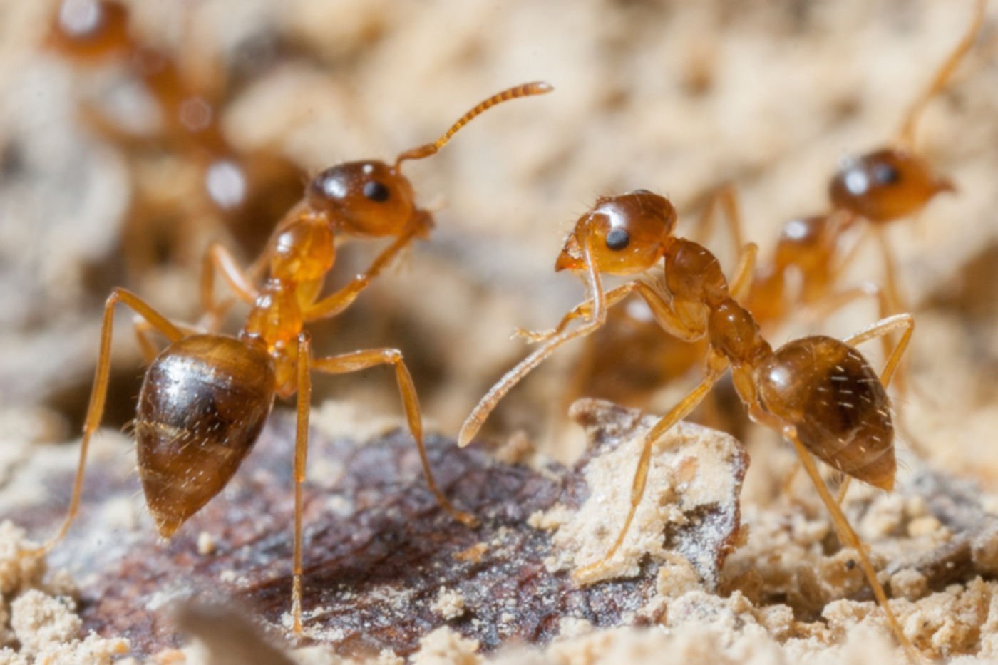 Muravi. Аргентинский муравей суперколонии. Куча муравьев. Муравьи в муравейнике. Оранжевые муравьи.