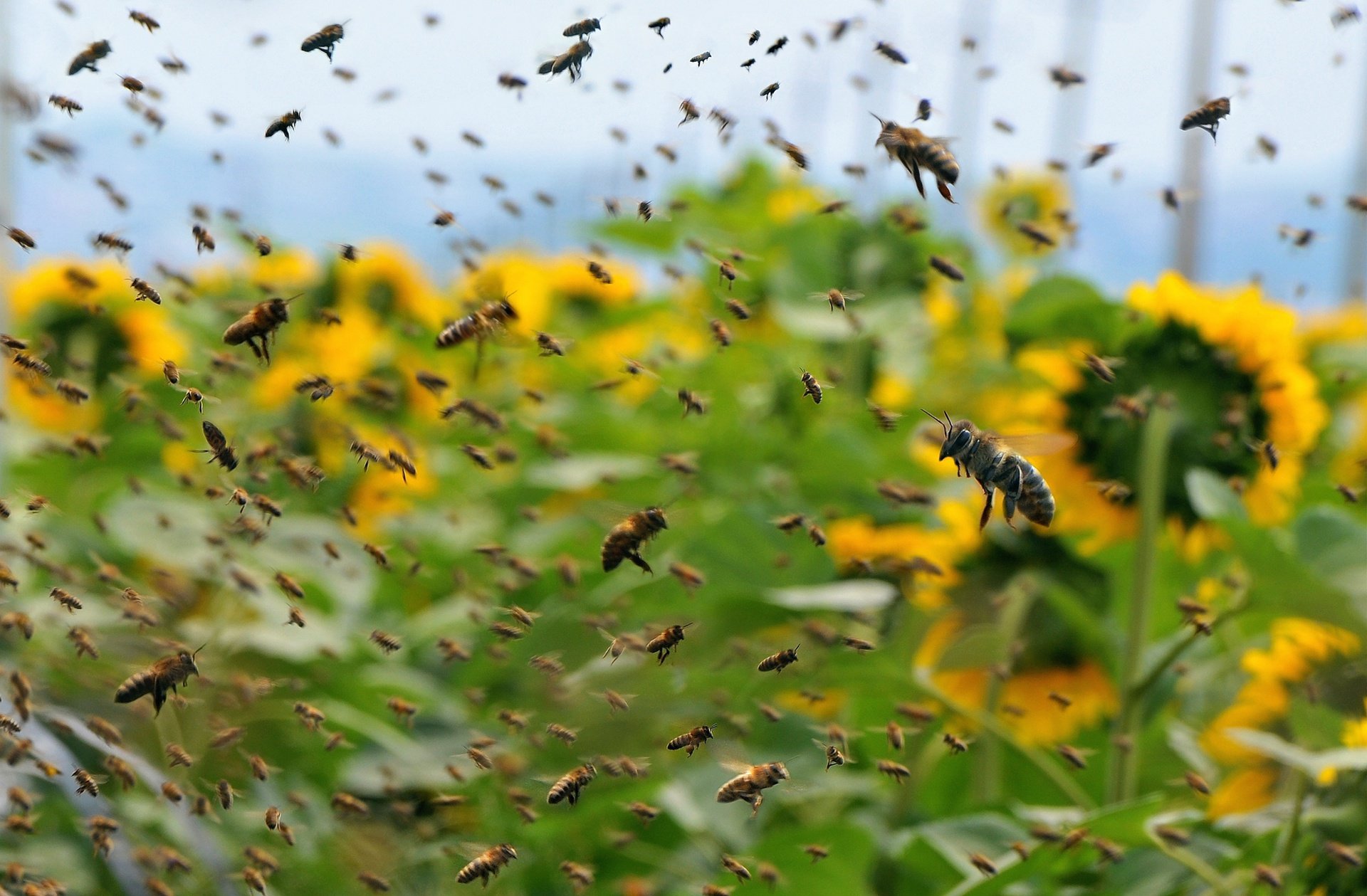 Погода в пчела. Пчелы над полем. Пчелы летают. Пчелы в поле. Пчелы над цветами.