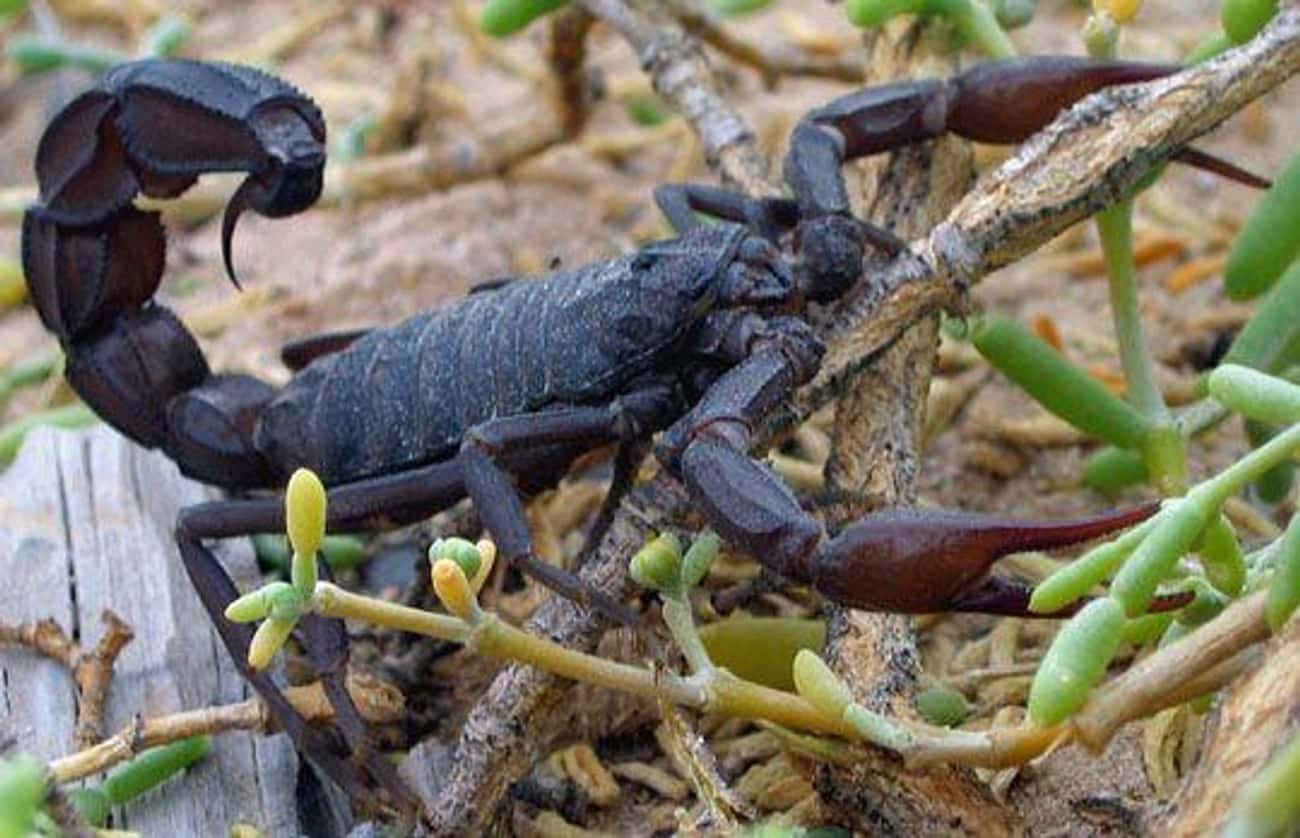 Черный толстохвостый Скорпион. Андроктонус Скорпион толстохвостый. Плюющийся чёрный толстохвостый Скорпион. Скорпион пандинус кавиманус.